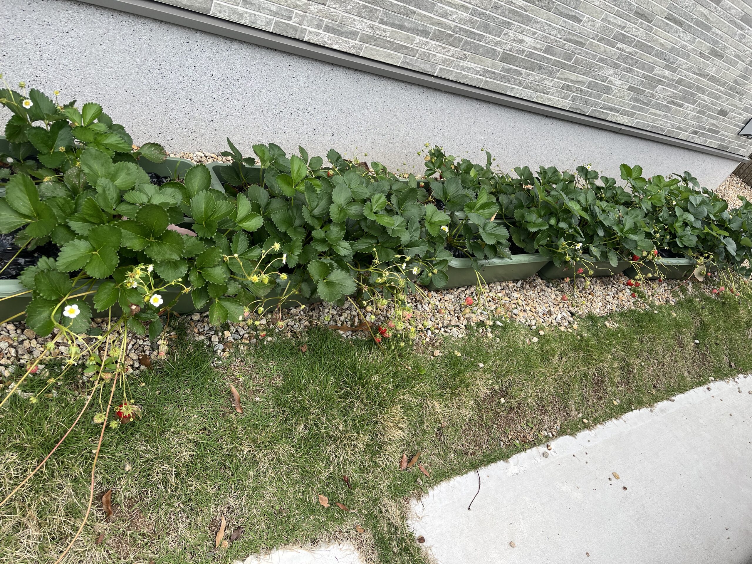 住友林業の家の外壁と家庭菜園のイチゴ。毎年実をつけてくれます