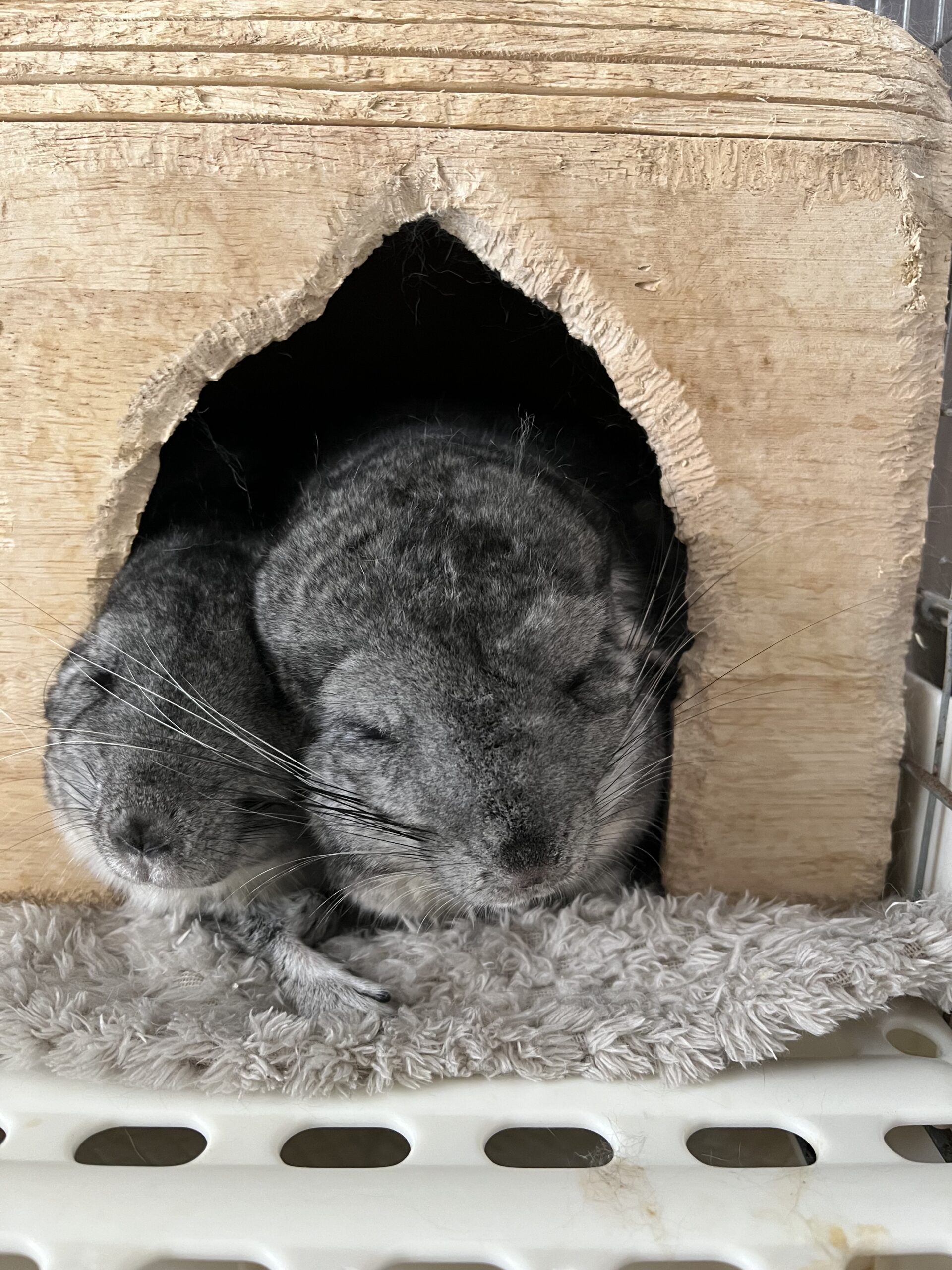 チンチラのナツとコル。いつも寄り添っています