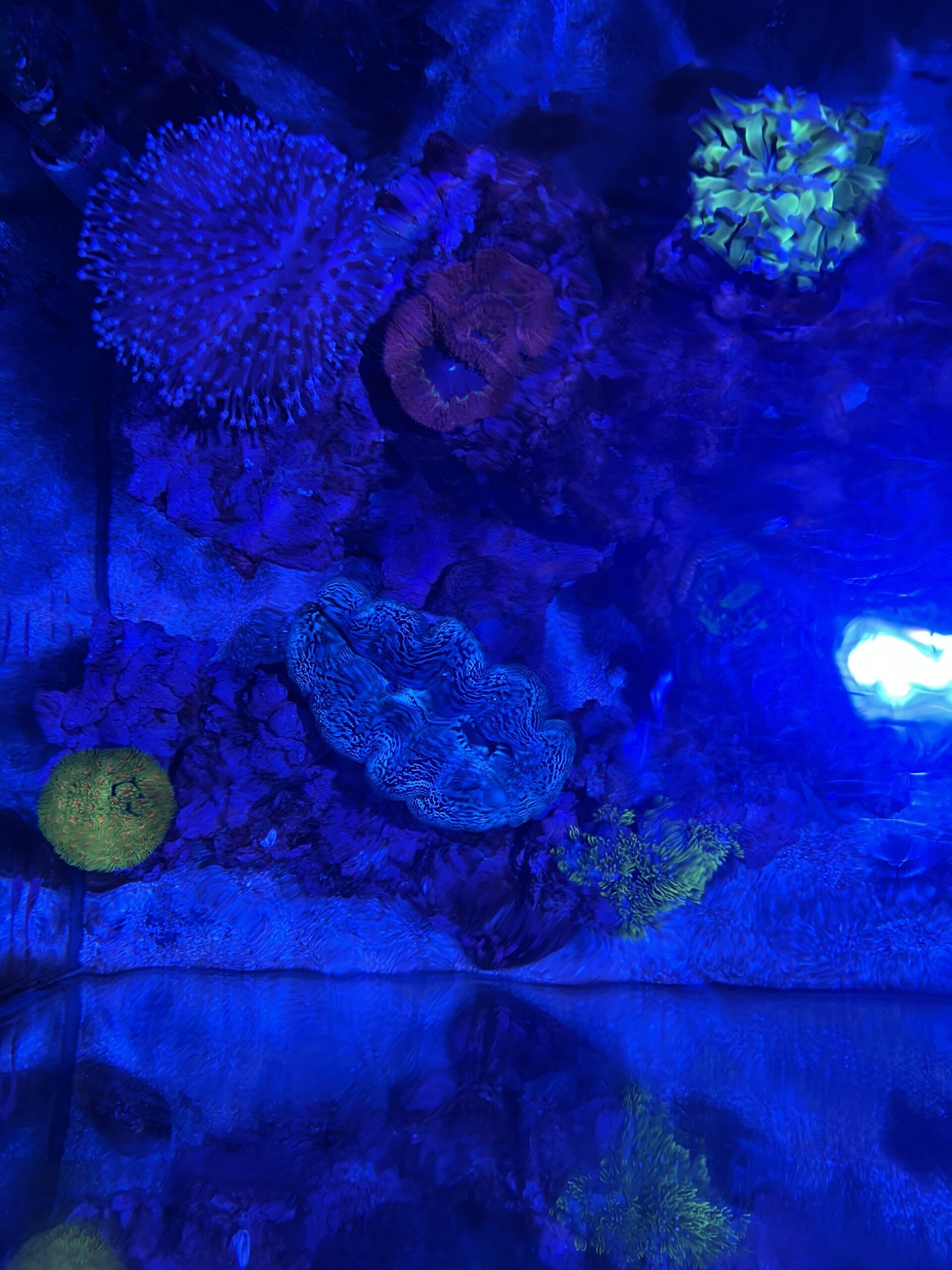 シャコガイ 上から見た写真