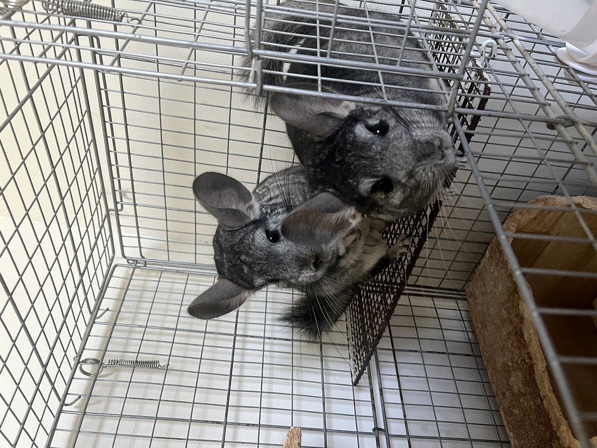 手前は息子のぴょん、奥はパパのナツです